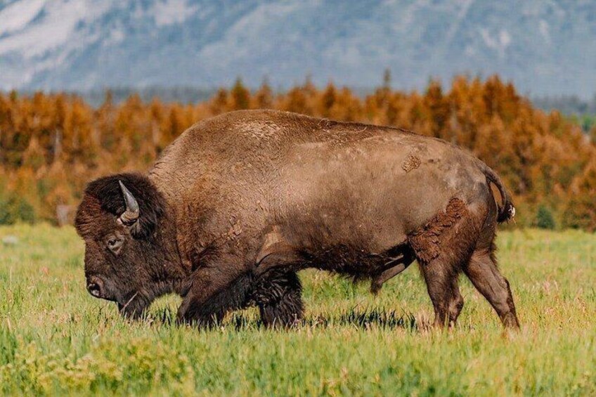 Bull Bison 3