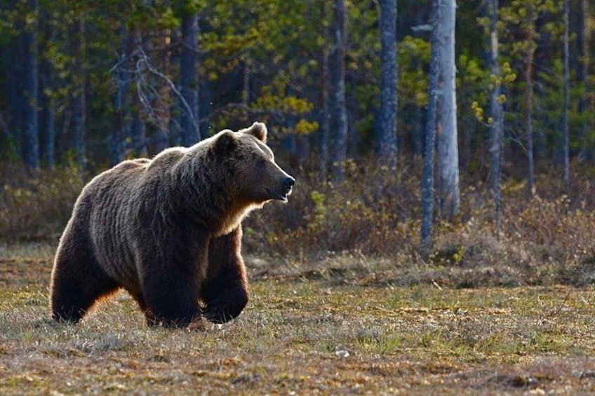 A bear walking in a forest. 3