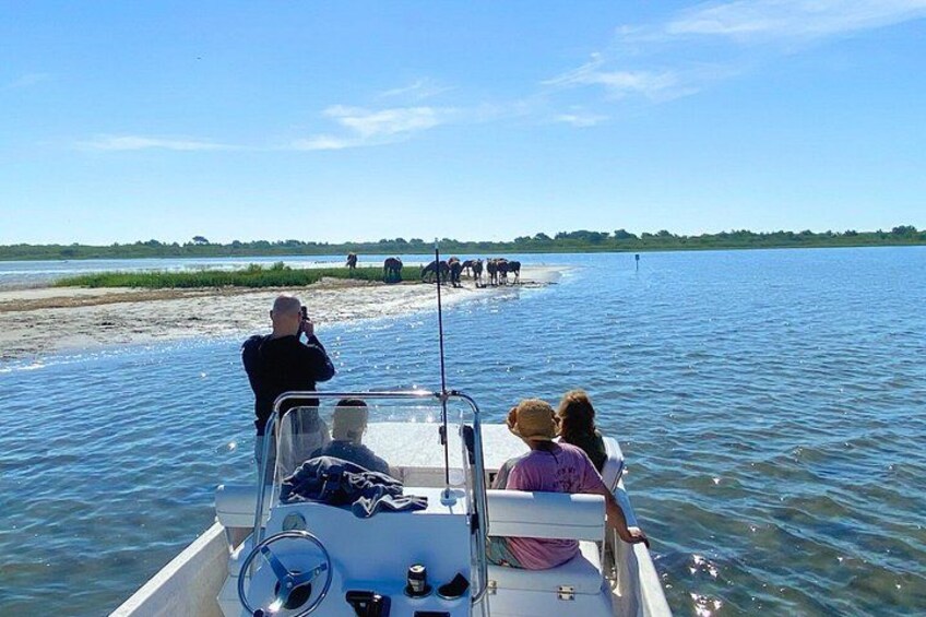 1-Hour Private Party Assateague Island Pony Cruise in Ocean City 5