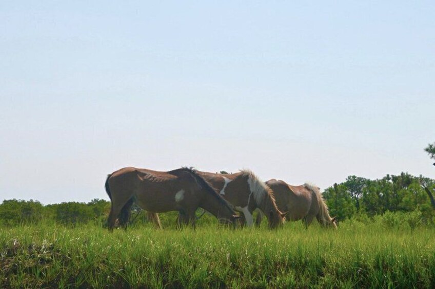 1-Hour Private Party Assateague Island Pony Cruise in Ocean City 4