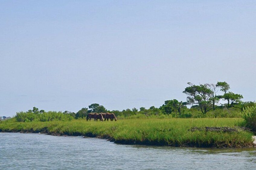 1-Hour Private Party Assateague Island Pony Cruise in Ocean City 3