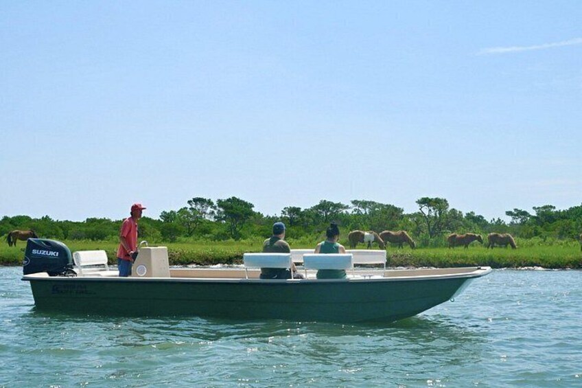 1-Hour Private Party Assateague Island Pony Cruise in Ocean City 4