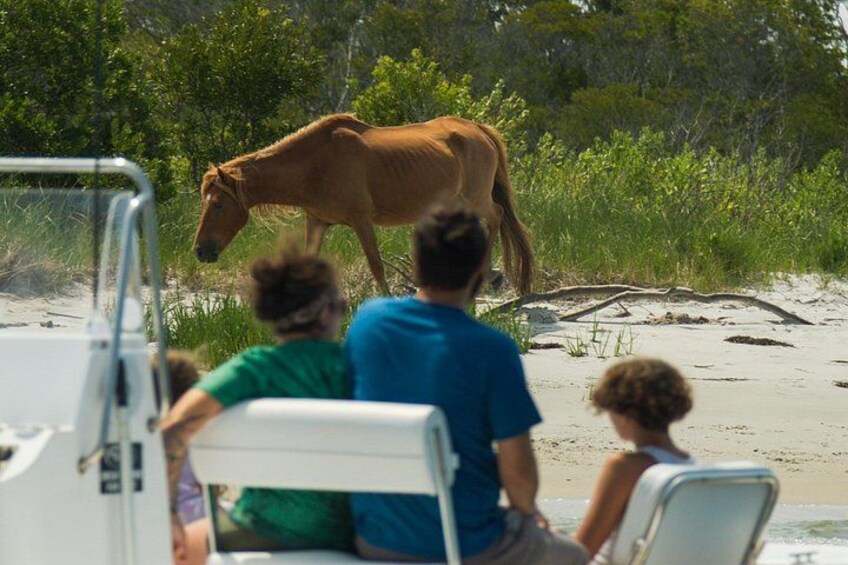 1-Hour Private Party Assateague Island Pony Cruise in Ocean City 1