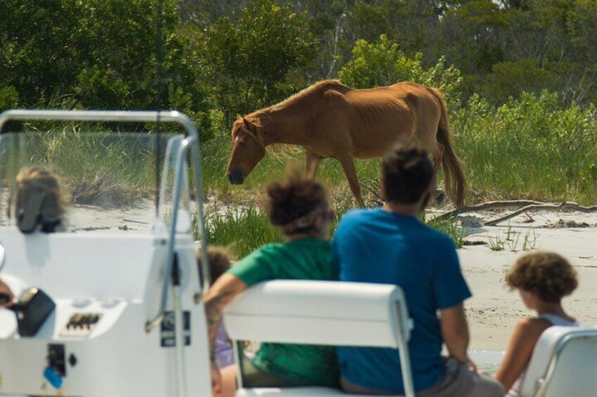 1-Hour Private Party Assateague Island Pony Cruise in Ocean City 3