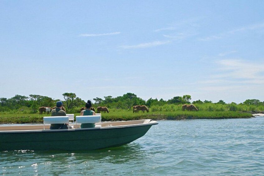 1-Hour Private Party Assateague Island Pony Cruise in Ocean City 3