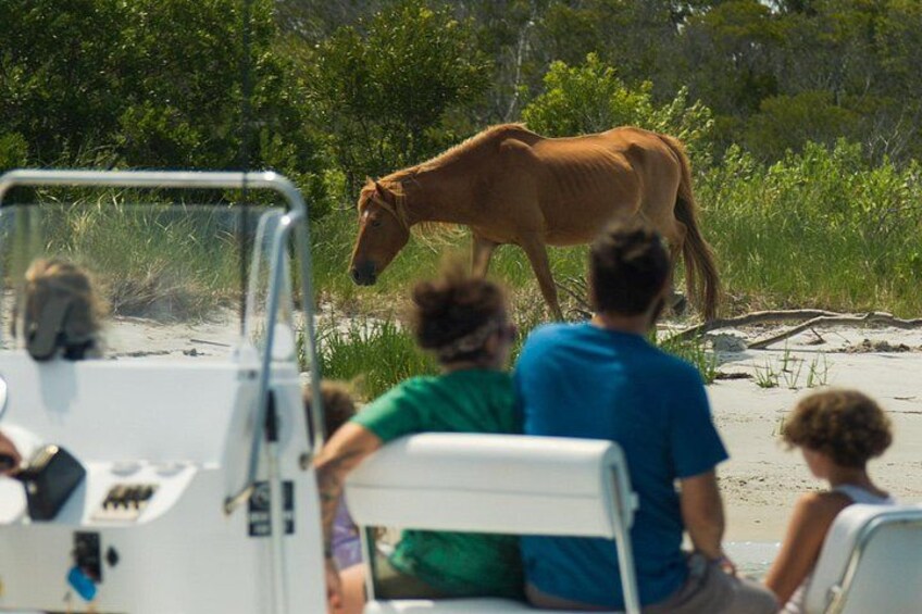 1-Hour Private Party Assateague Island Pony Cruise in Ocean City 4