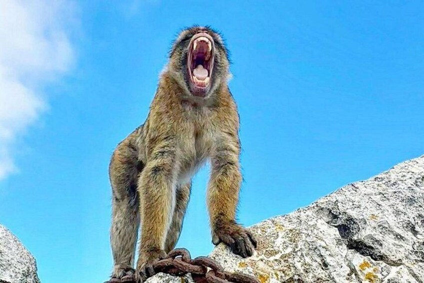 A large primate with an open mouth standing on a rocky outcrop against a clear blue sky. 3