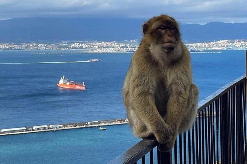 A monkey on a balcony overlooking a port with ships and a distant cityscape. 1