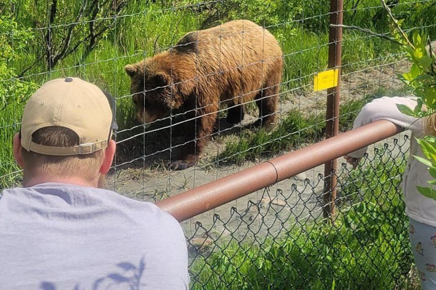 Een beer achter een hek van gaas, een man met een pet en een vrouw in een wit shirt. 2