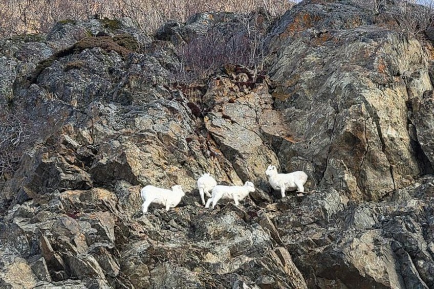 Een rotsachtig terrein met drie witte dieren. 3