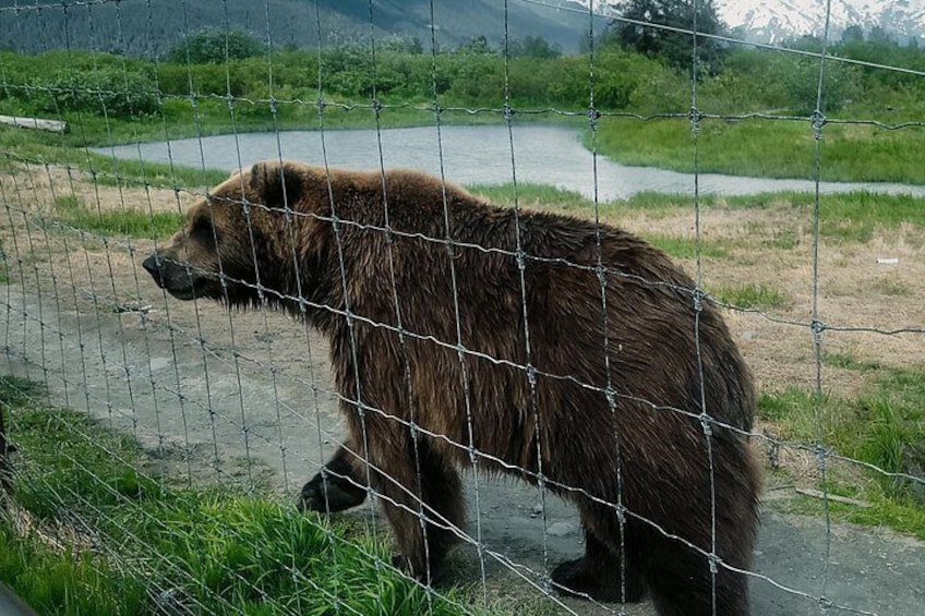 A bear behind a wire fence in a natural setting with a river and mountains in the background. 4