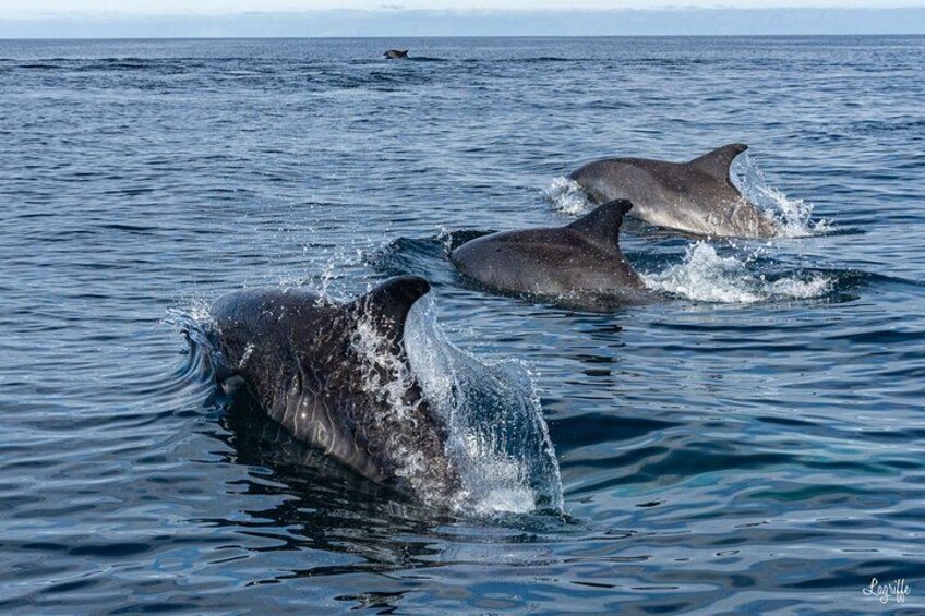 Trois dauphins dans l’océan. 2