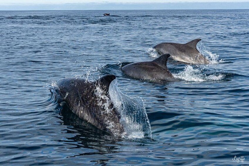 Dolphins swimming in the ocean. 2