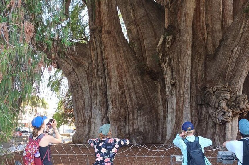 Un árbol grande de tronco grueso y una persona tomando una fotografía. 4
