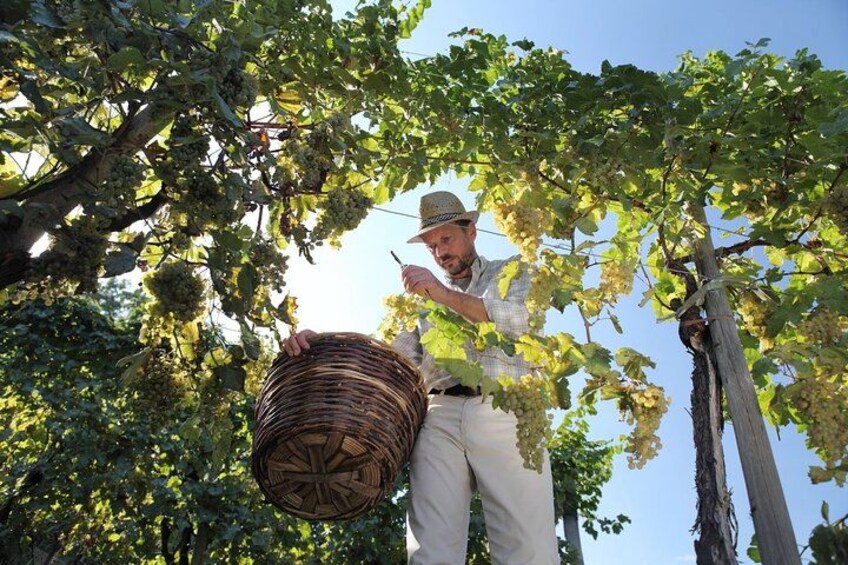 A person harvesting grapes from a vine. 4