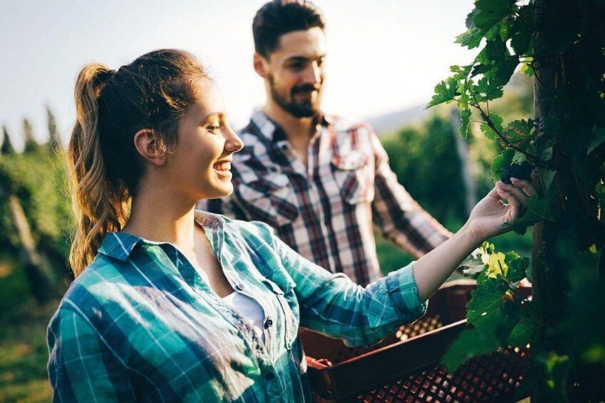 A person harvesting grapes in a vineyard. 5