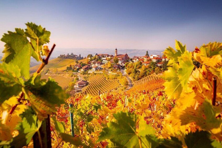 A vineyard with rows of grapevines and a town in the background. 4