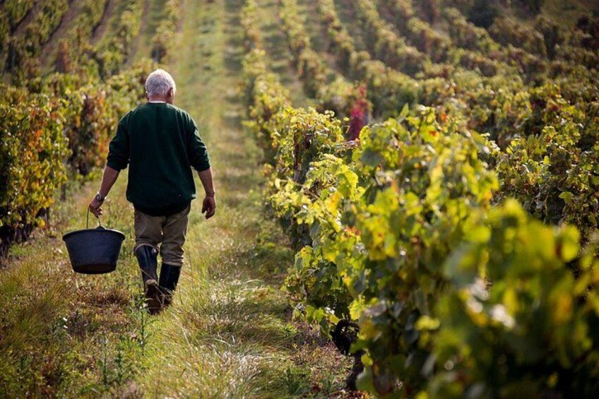 A person walking through a vineyard with rows of grapevines. 2