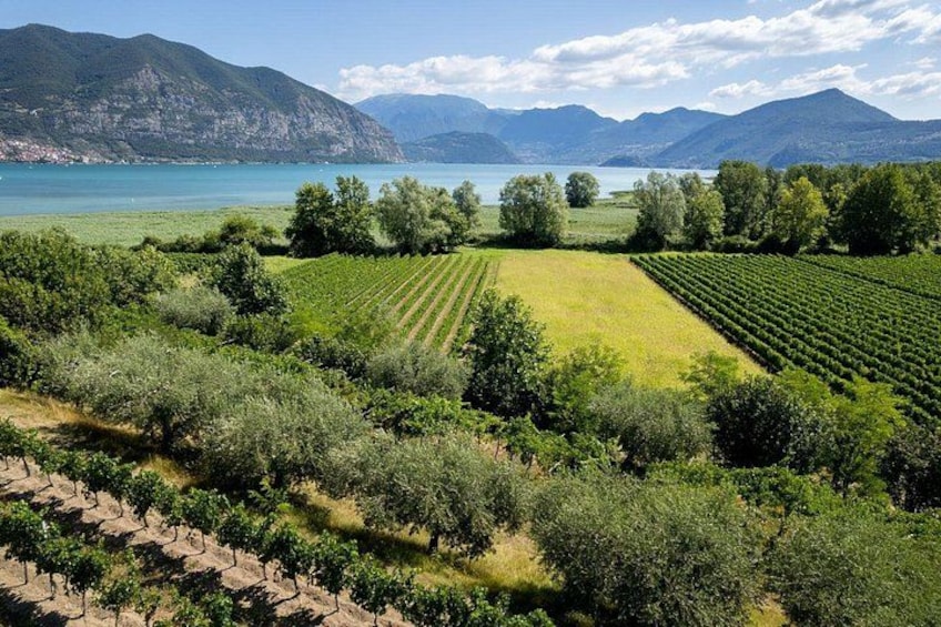 Viñedo con hileras de vides, un lago y montañas al fondo. 2