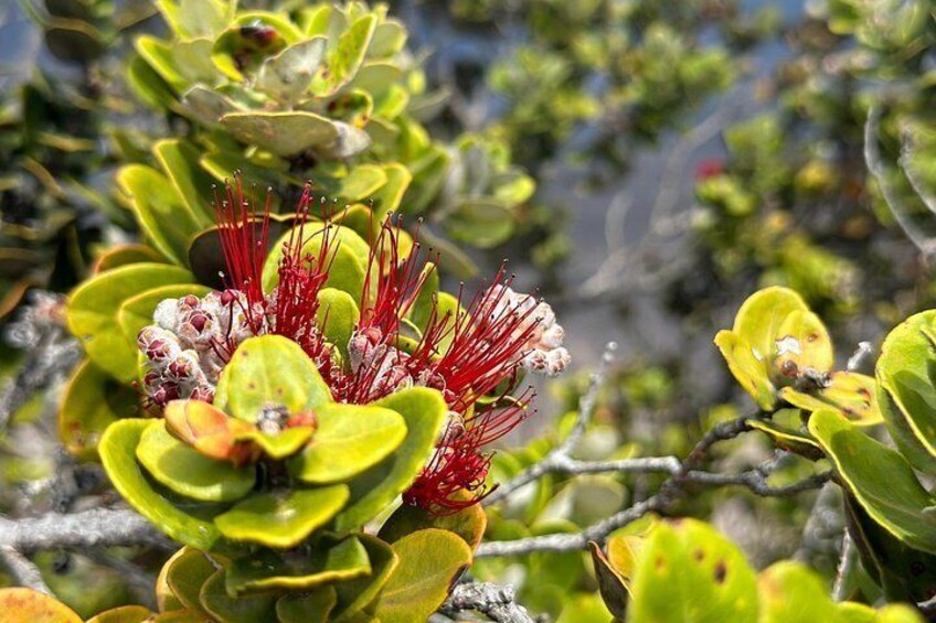 Ohia Lehua 4