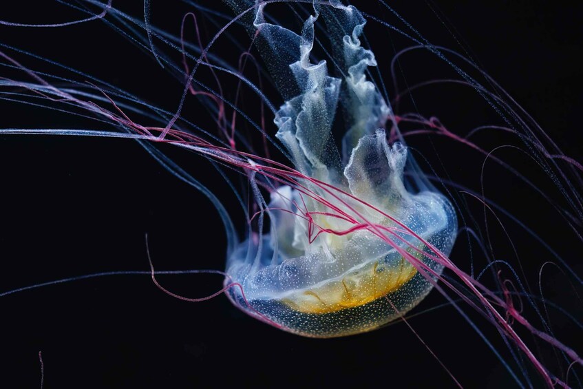 A jellyfish with translucent bell and trailing tentacles against a dark background. 5