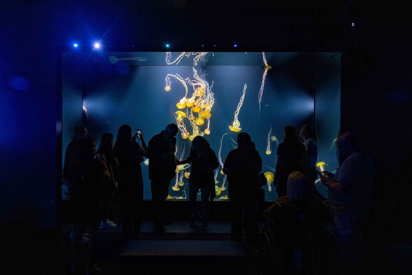 A group of people observing jellyfish in a darkened aquarium. 3