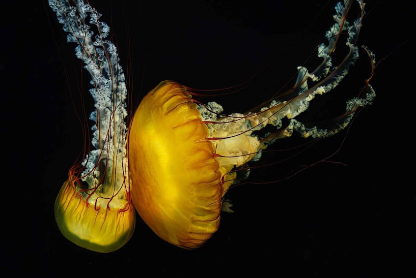 A jellyfish with a translucent bell and trailing tentacles. 5