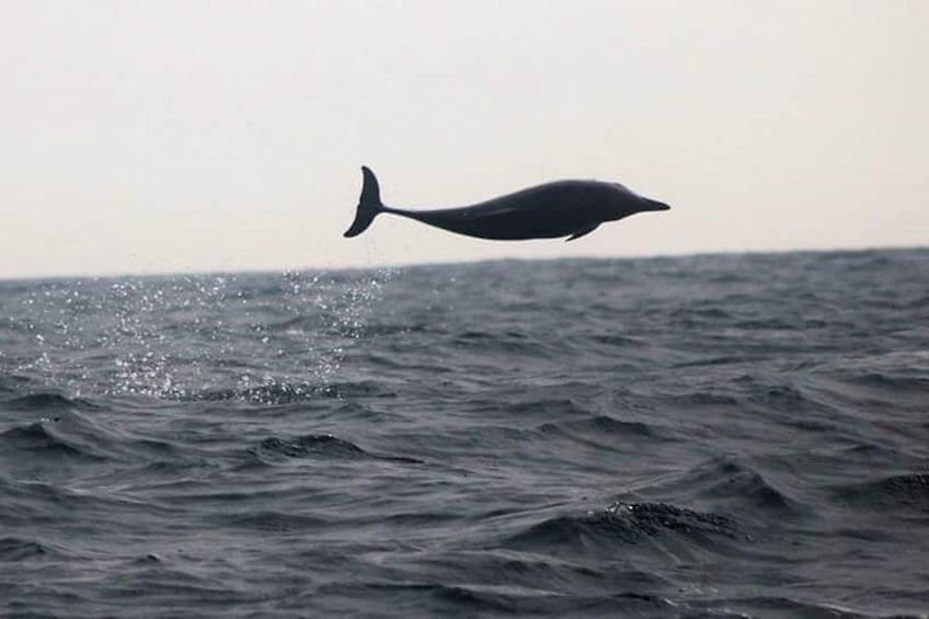 A dolphin leaping out of the water. 4