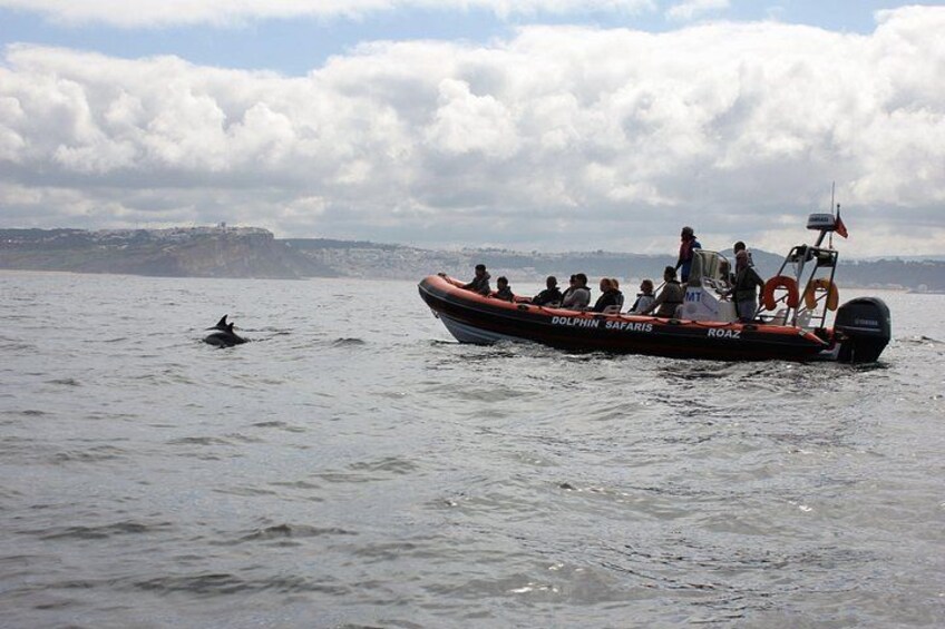 A boat named 'Dolphin Safari' with passengers, a dolphin, and a distant shoreline. 3