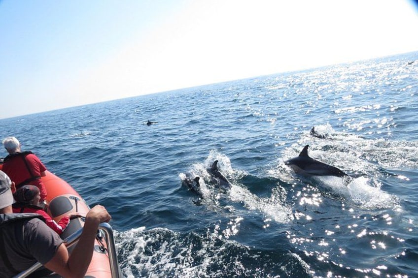 A boat with people observing dolphins in the ocean. 1