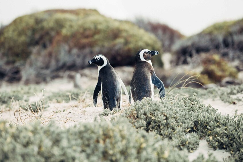 Two penguins walking on a sandy beach with sparse vegetation and a rocky hill in the background. 1