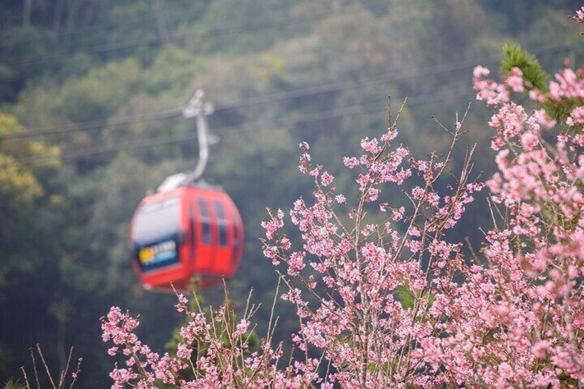 Sun Moon Lake Gondolas during Sakura