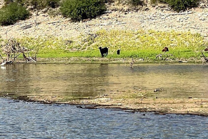 A river with a grassy bank, a cow, and a dog in the distance. 3