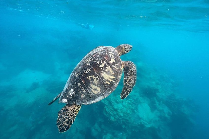 A Turtle Tour on Rarotonga - small groups, premium experience 2