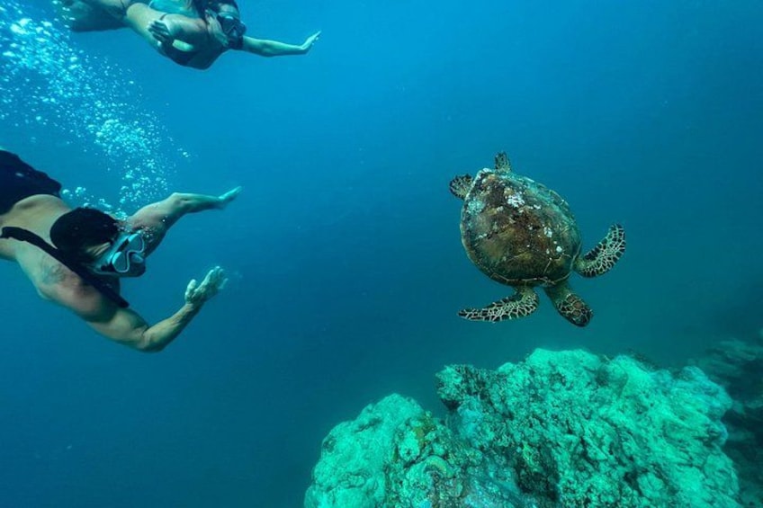 A Turtle Tour on Rarotonga - small groups, premium experience 1
