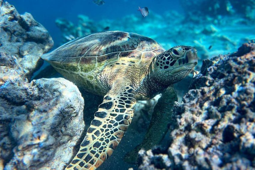 A Turtle Tour on Rarotonga - small groups, premium experience 3