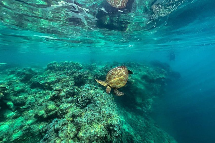 A Turtle Tour on Rarotonga - small groups, premium experience 5