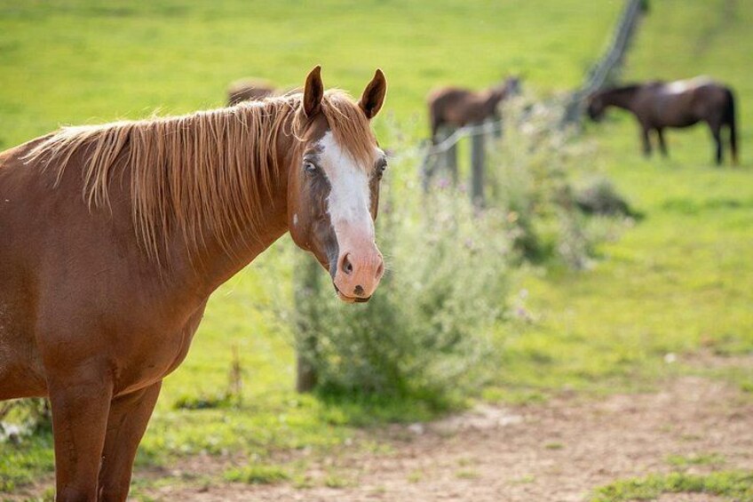 A brown horse with a white face standing in a grassy field with other horses in the background. 5