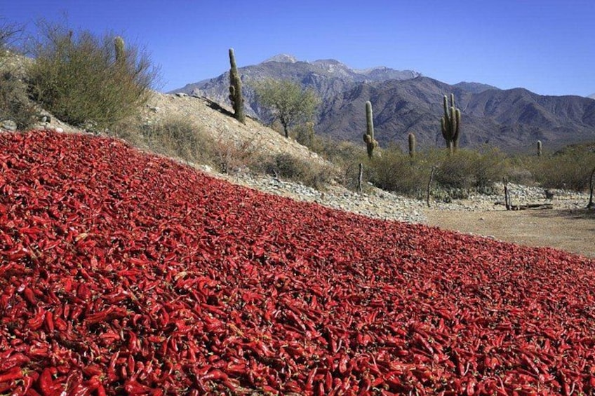 Un paysage désertique avec des piments rouges, des cactus et des montagnes en arrière-plan. 4