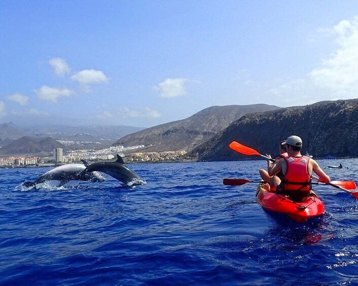 A person kayaking with dolphins in the ocean, with a coastal cityscape in the background. 5