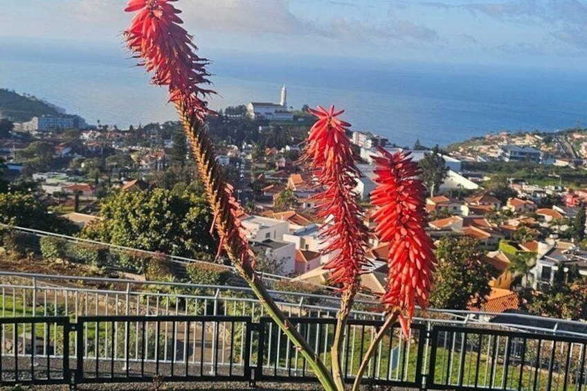 A coastal town with red flowers in the foreground, a lighthouse in the distance, and a clear view of the sea. 3