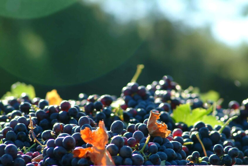 Picture 2 for Activity Full-Day Wine Tour in Bellet & Saint-Paul de Vence From Nice