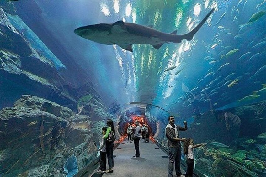Dubai Aquarium and Underwater Zoo Admission Ticket 3
