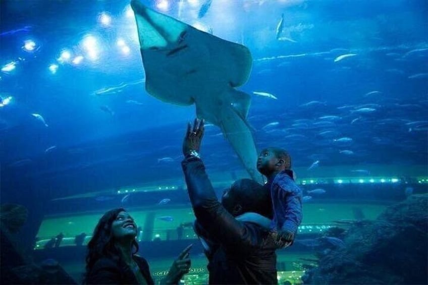 Dubai Aquarium and Underwater Zoo Admission Ticket 2