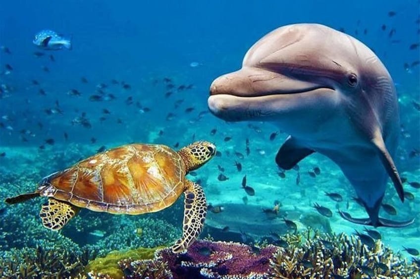 Dubai Aquarium and Underwater Zoo Admission Ticket 1