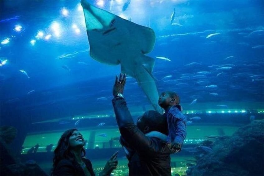 Dubai Aquarium and Underwater Zoo Admission Ticket 2