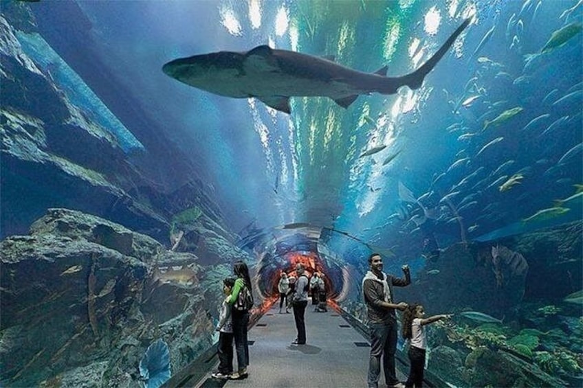 Dubai Aquarium and Underwater Zoo Admission Ticket 3