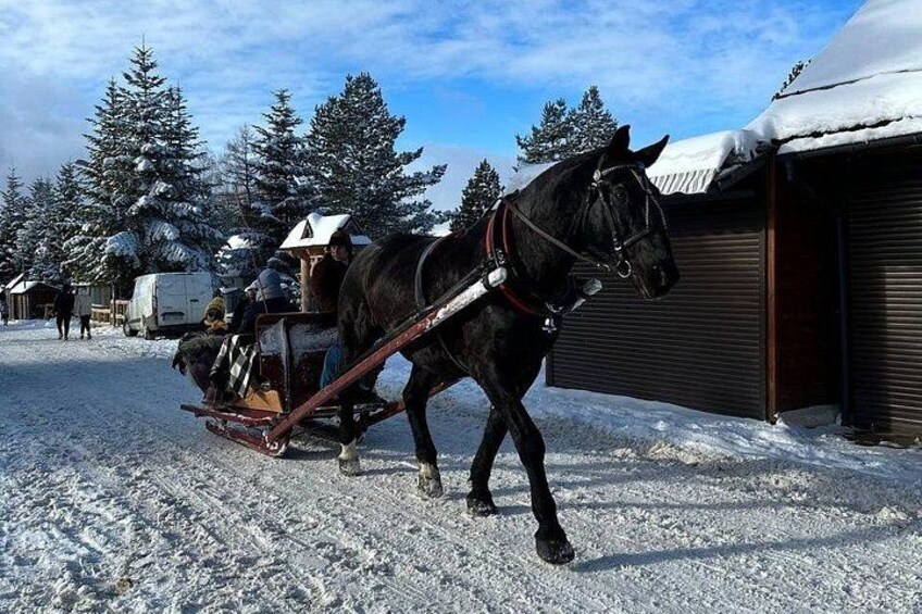 Un caballo negro tira un trineo por un paisaje nevado con árboles y un edificio al fondo. 1