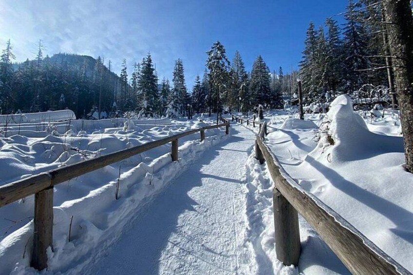 Paisaje nevado con valla de madera, árboles y cielo despejado. 3