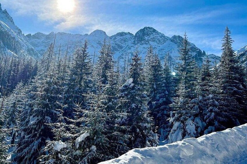 Bosque nevado con árboles de hoja perenne y una cadena montañosa al fondo. 4